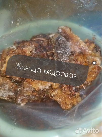 Живица кедровая Сибирь розница опт