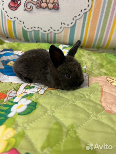 Кролики декоративные мини