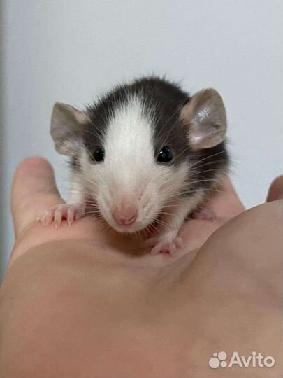 Крыса дамбо