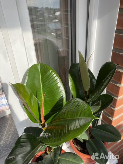 Фикус каучуконосный крупнолистный