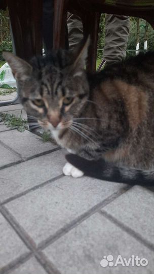 Кошки в добрые руки бесплатно