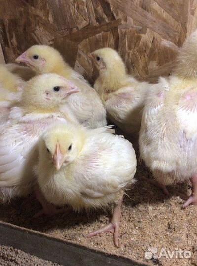 Бройлер кооб -500, росс 308