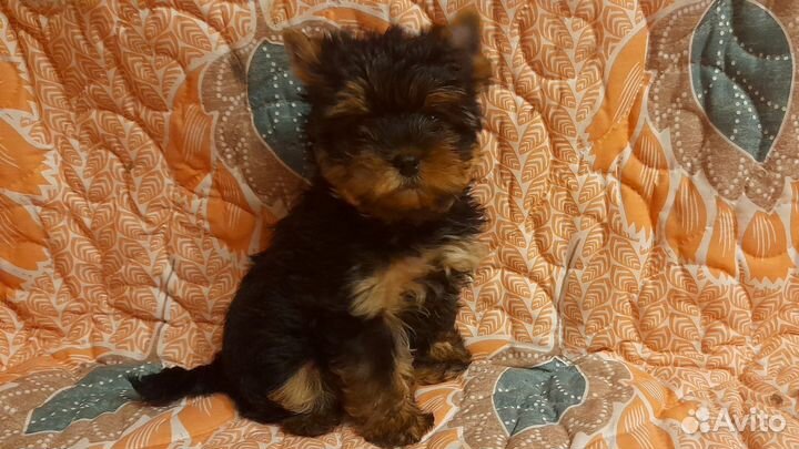 Йорко-девочки