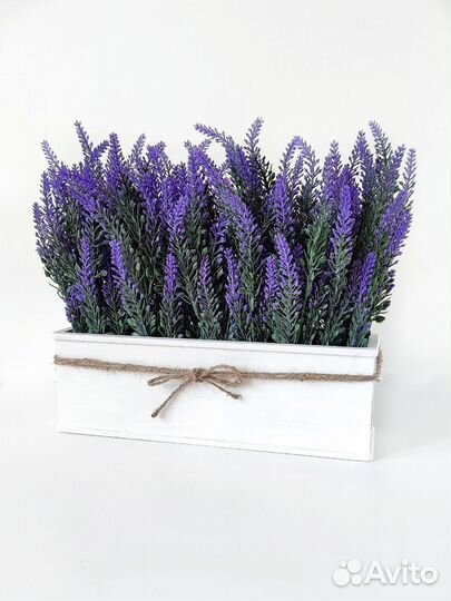 Лаванда в кашпо