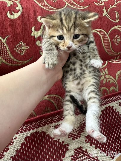Котята бесплатно