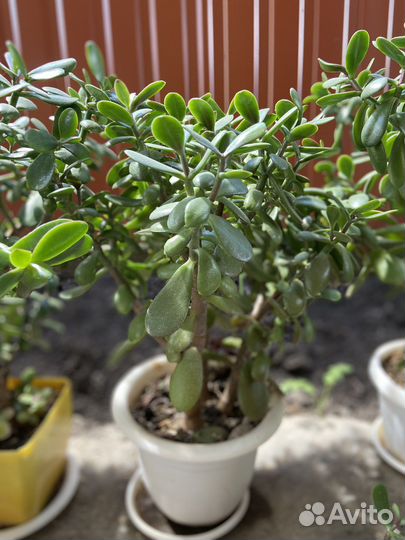 Денежное дерево толстянка