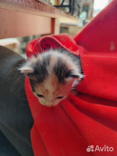 Трехцветная кошечка