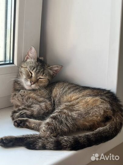 Кошка