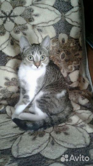 Кошка в добрые руки