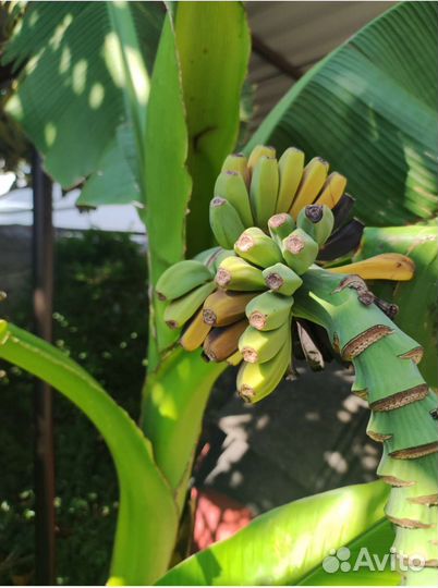 Банановая пальма