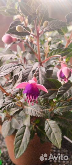 Фуксия к 8 марта