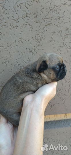 Щенки французского бульдога