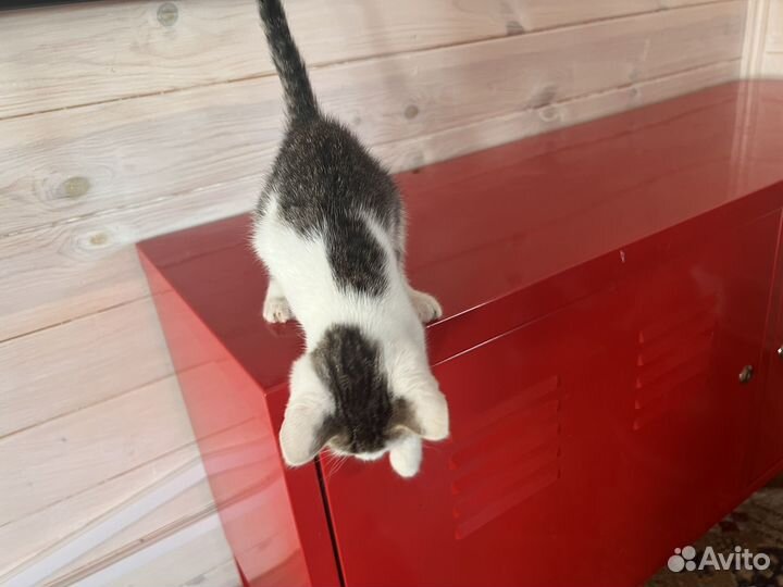 Котенок девочка в дар бесплатно в добрые руки