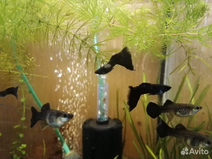 Аквариумные рыбки гуппи