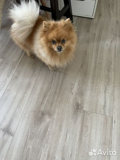 Померанский шпиц вязка кобель