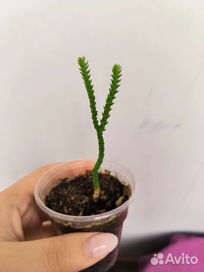 Суккуленты, крассула, педилантус