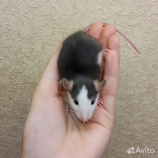 Декоративная крыса дамбо