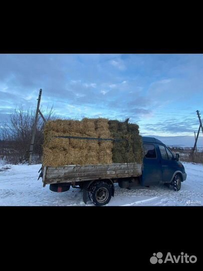 Сено, солома, ячмень