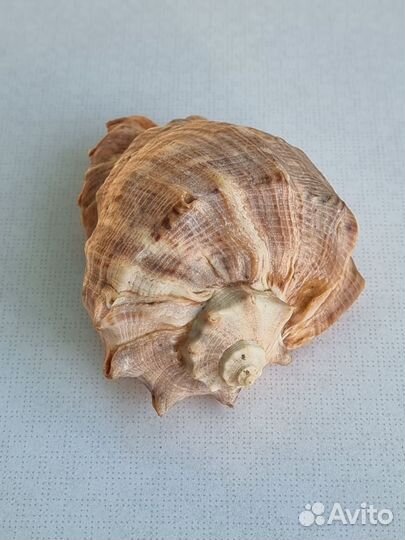 Ракушка морская большая