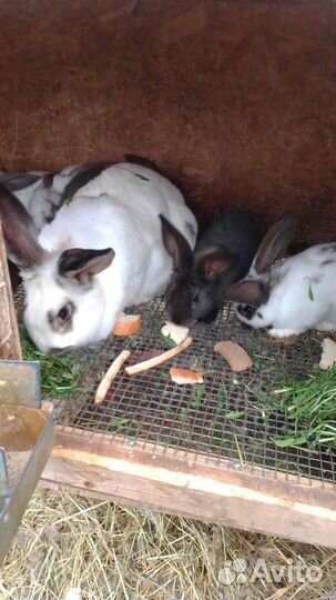 Цеплят,яйцо инкубационное и на еду, кролики