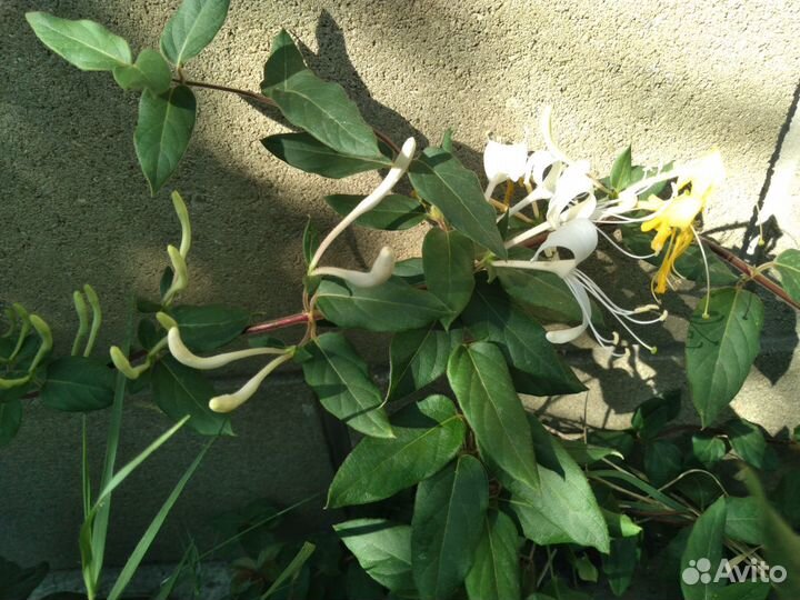 Вьющиеся декоративные растения