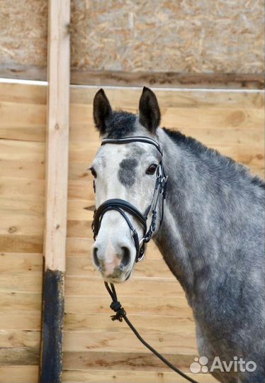 Амуниция, бриджи конные