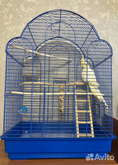 Попугай корелла с клеткой