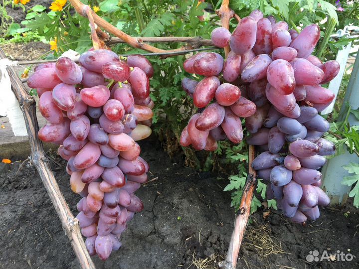 Саженцы и чубуки столовых сортов винограда