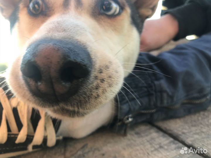 Кобель хаски