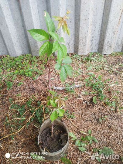 Девичий виноград