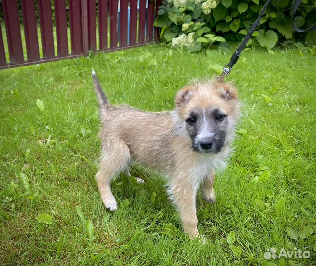 Щенок девочка в добрые руки