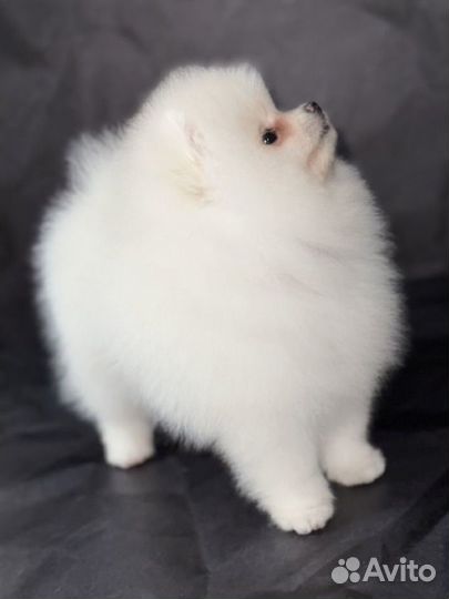 Померанский шпиц