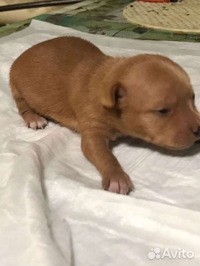 Мини той-терьер щенки