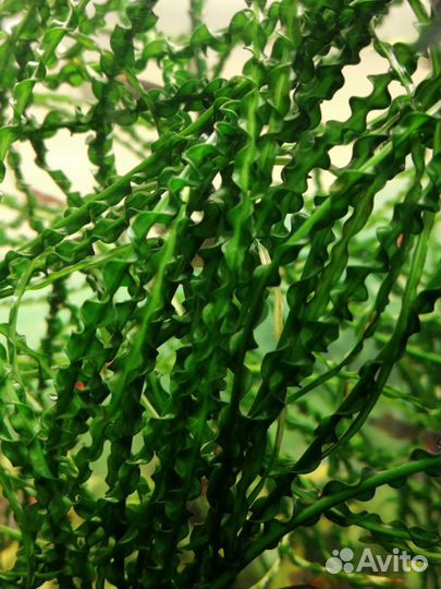 Редко встречающиеся растения для аквариума