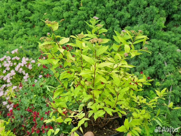 Спирея голден принцесс,голд флайм и другие сорта