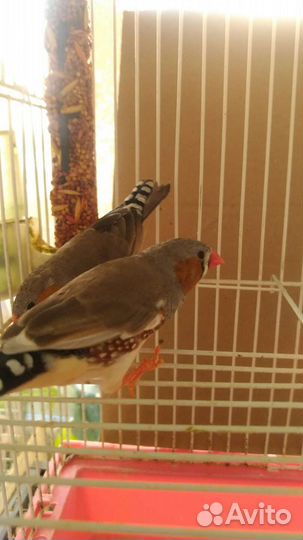 Зебровые амадины