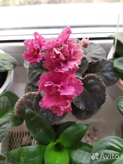 Фиалки сортовые мини и стандарты