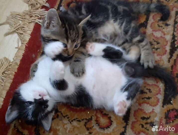 Отдам котят в добрые руки