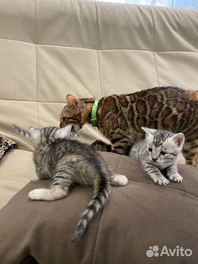 Бенгальские котята