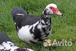 Подам индоуток