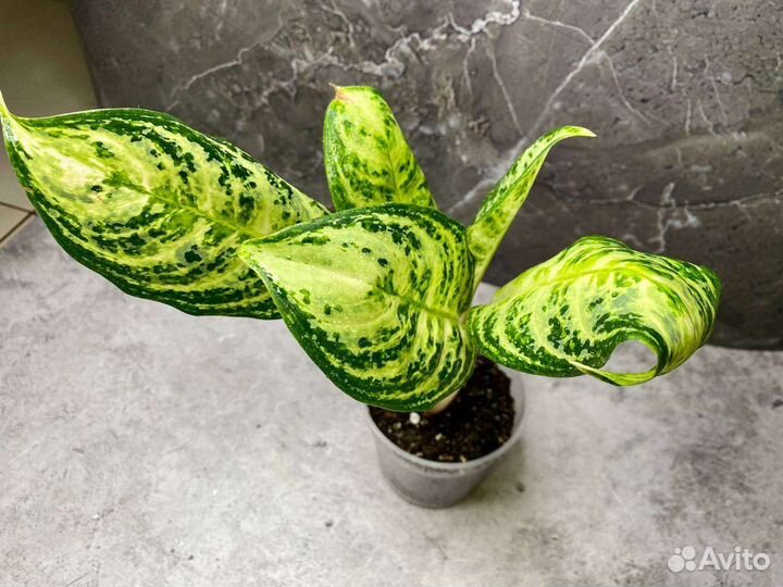 Аглаонемы сортовые