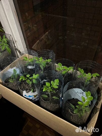 Рассада помидор