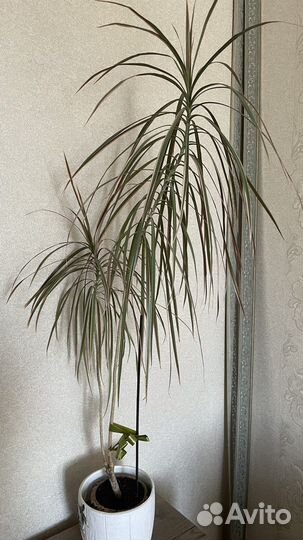 Пальма драцена