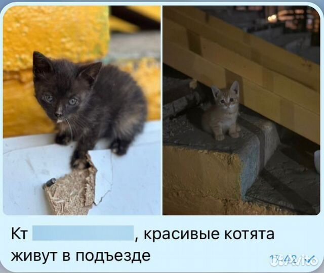 Котята в добрые руки бесплатно