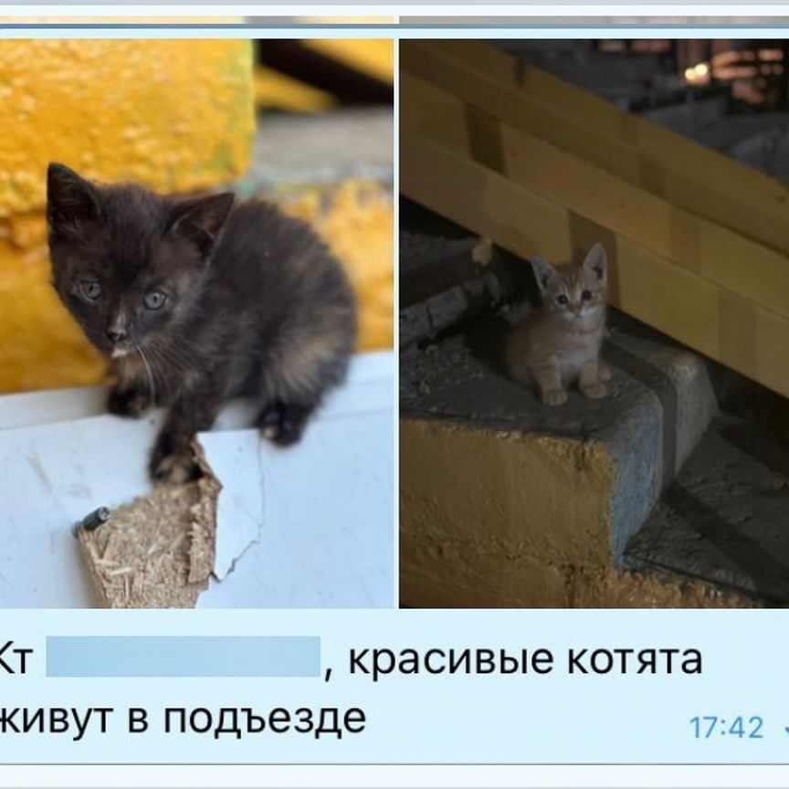 Котята в добрые руки бесплатно