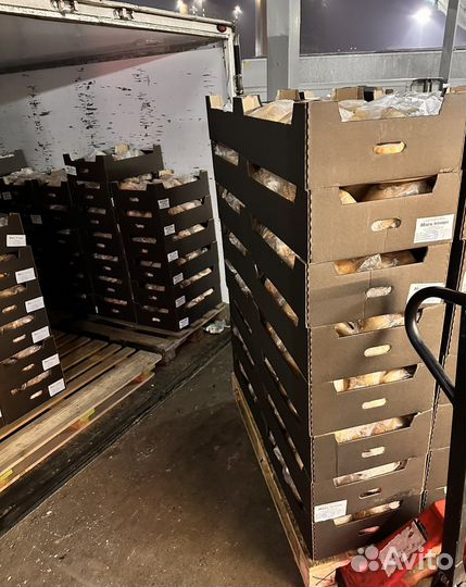 Куры домашние