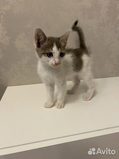 Котенок мальчик бесплатно
