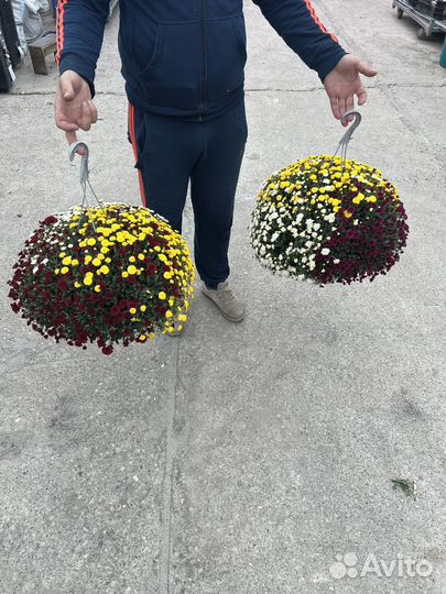 Хризантемы мультифлора