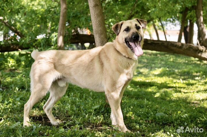 Дружелюбный пес Никас