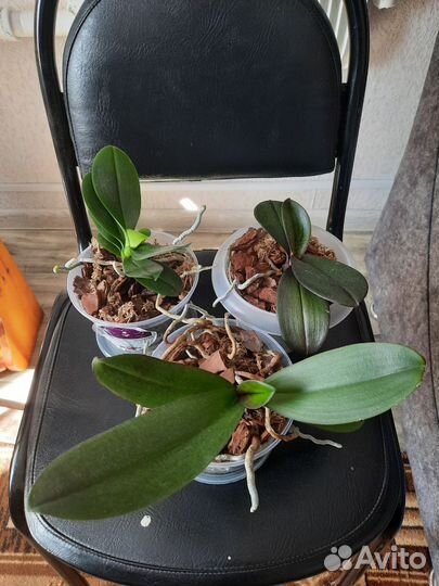 Фаленопсис